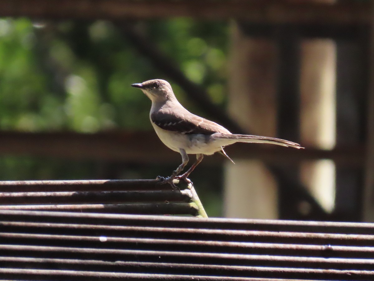 Northern Mockingbird - Laurie Witkin