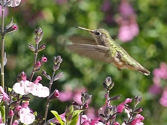 Calliope Hummingbird - ML617582281