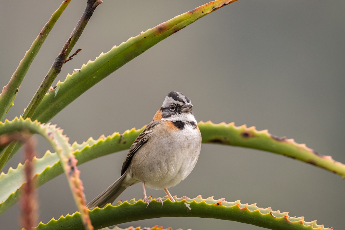 Rufous-collared Sparrow - OMAR JAVIER LÓPEZ GÓMEZ