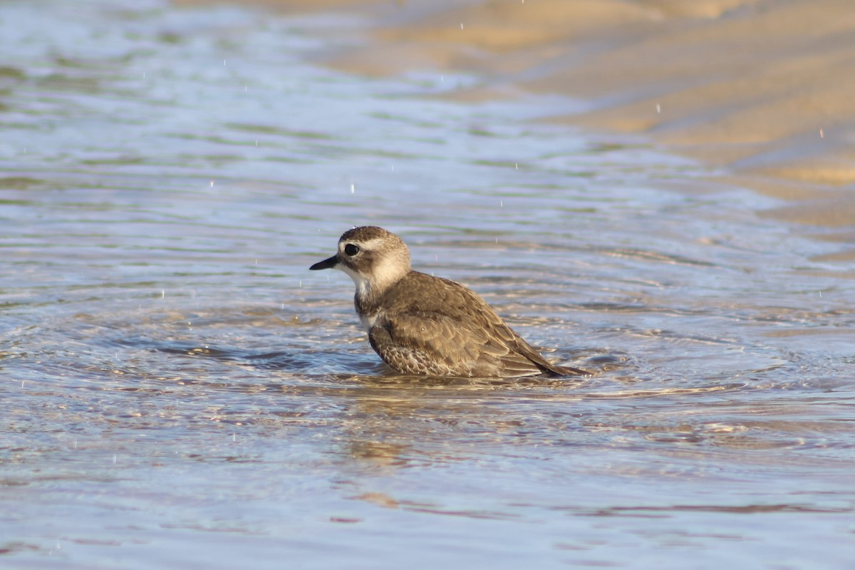 Double-banded Plover - ML617582314