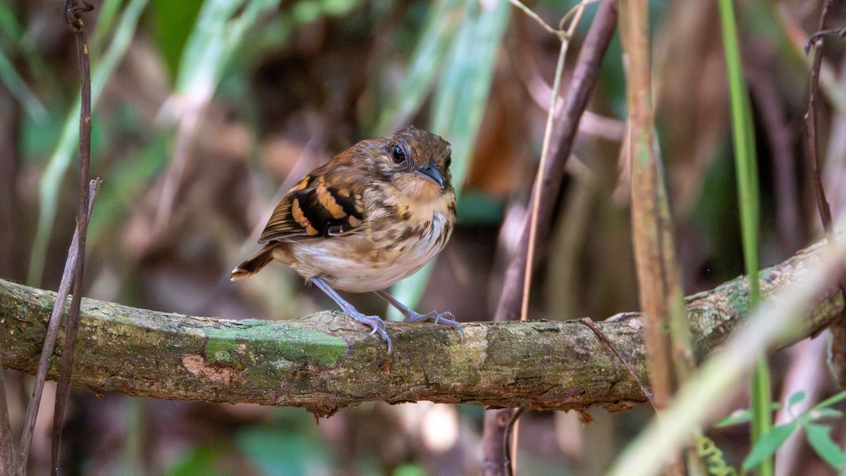 Spotted Antbird - ML617582315