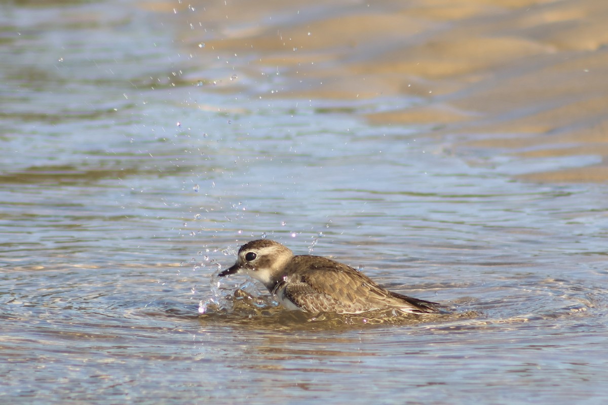 Double-banded Plover - ML617582316