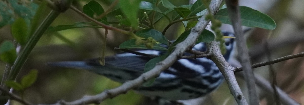 Black-and-white Warbler - ML617582337