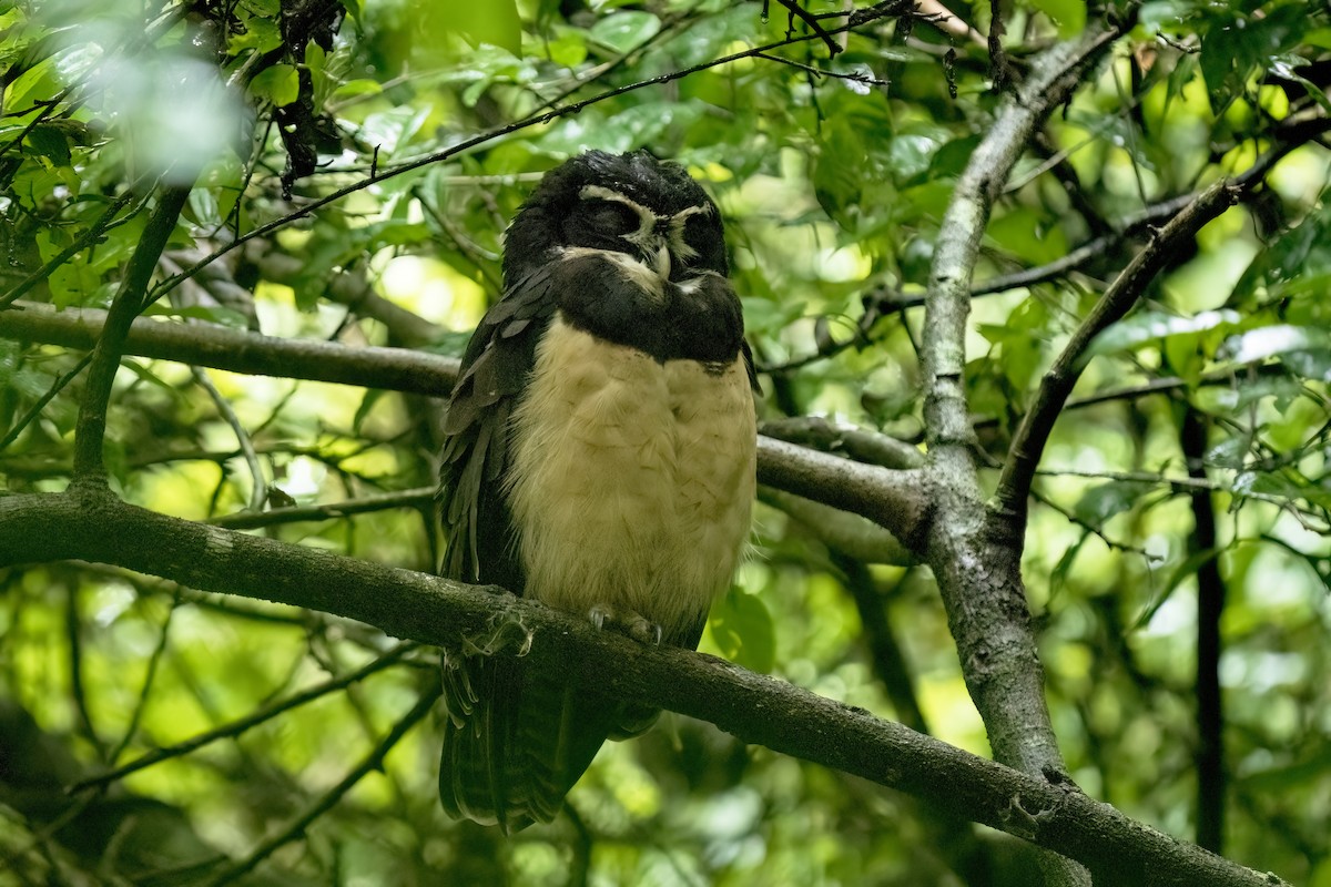 Spectacled Owl - ML617582361