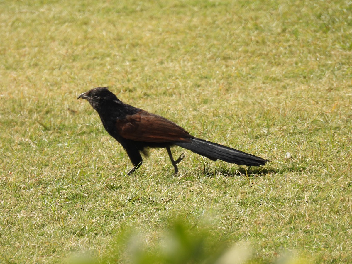 Greater Coucal - ML617582375