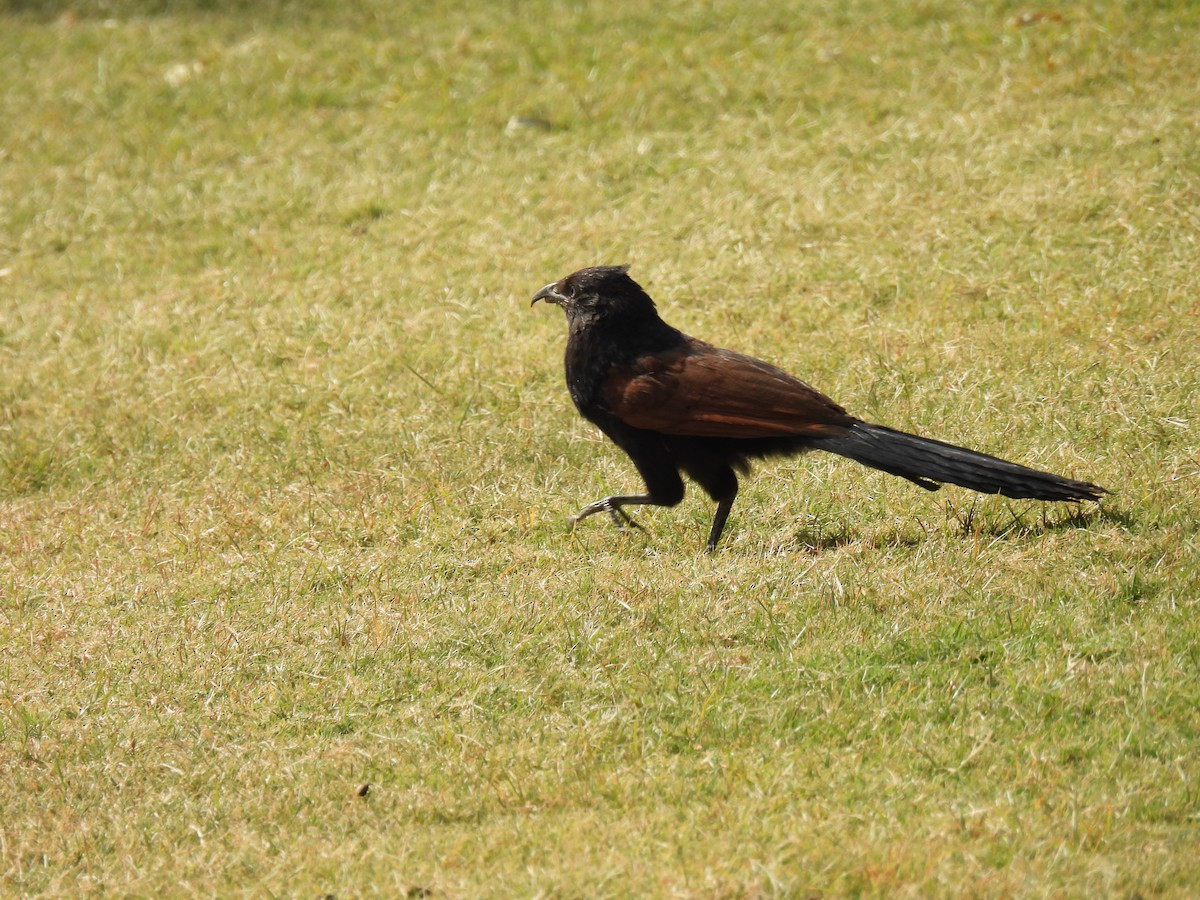 Greater Coucal - Swansy Afonso