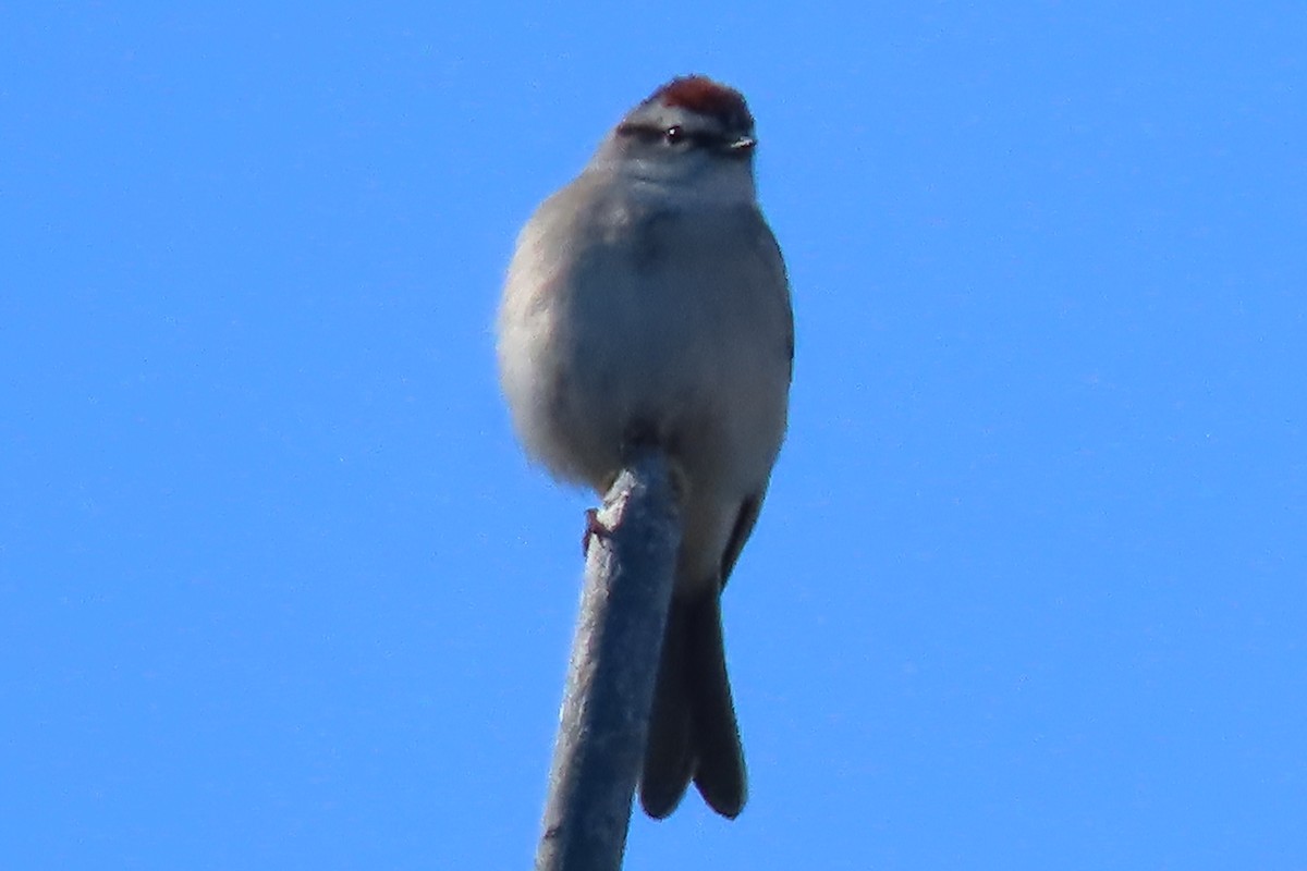 Chipping Sparrow - ML617582385