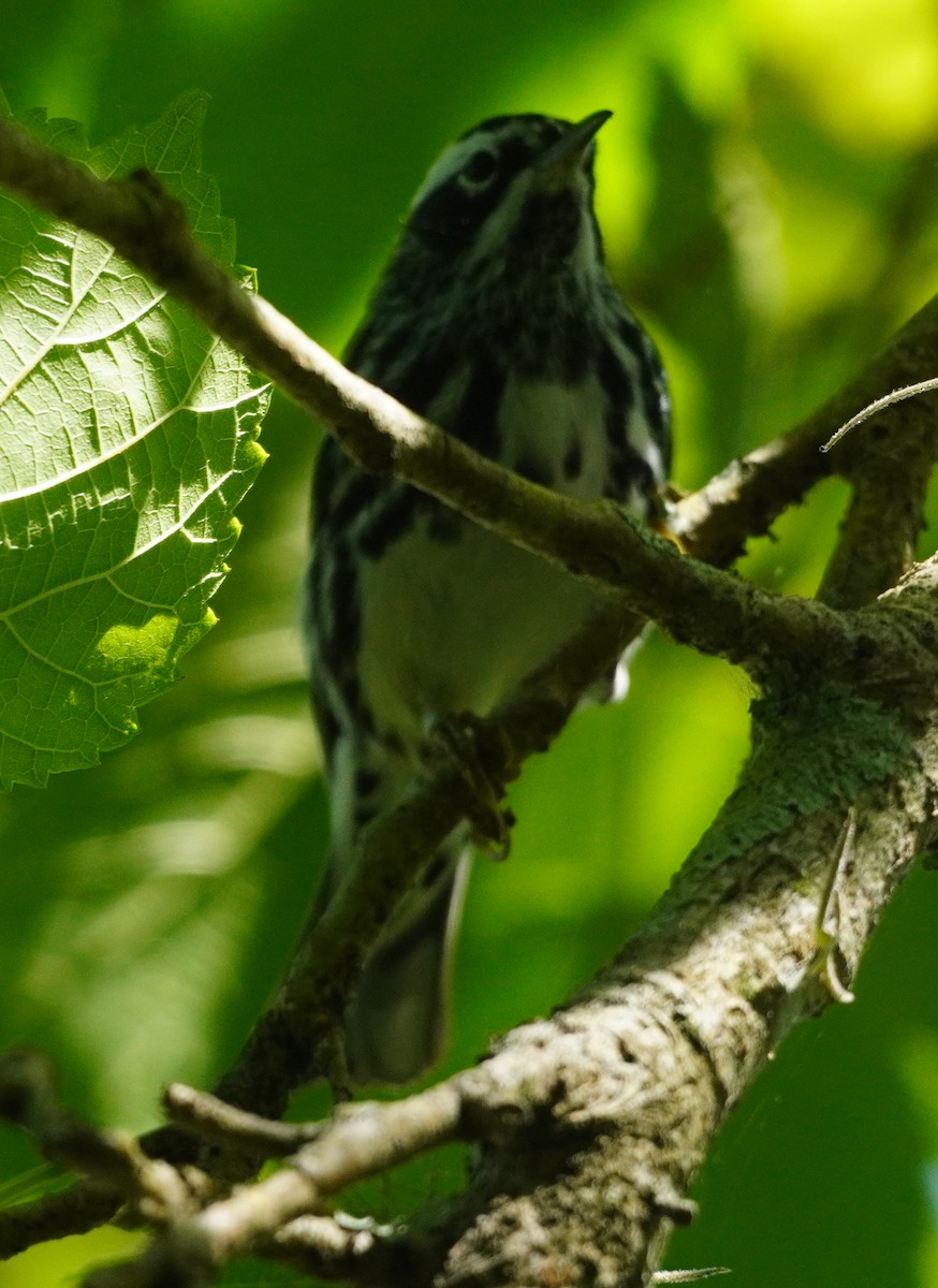Black-and-white Warbler - ML617582415