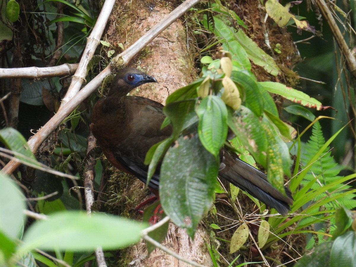 Sickle-winged Guan - ML617582433