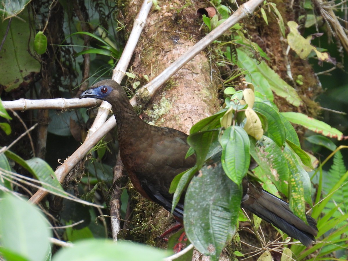 Sickle-winged Guan - ML617582434