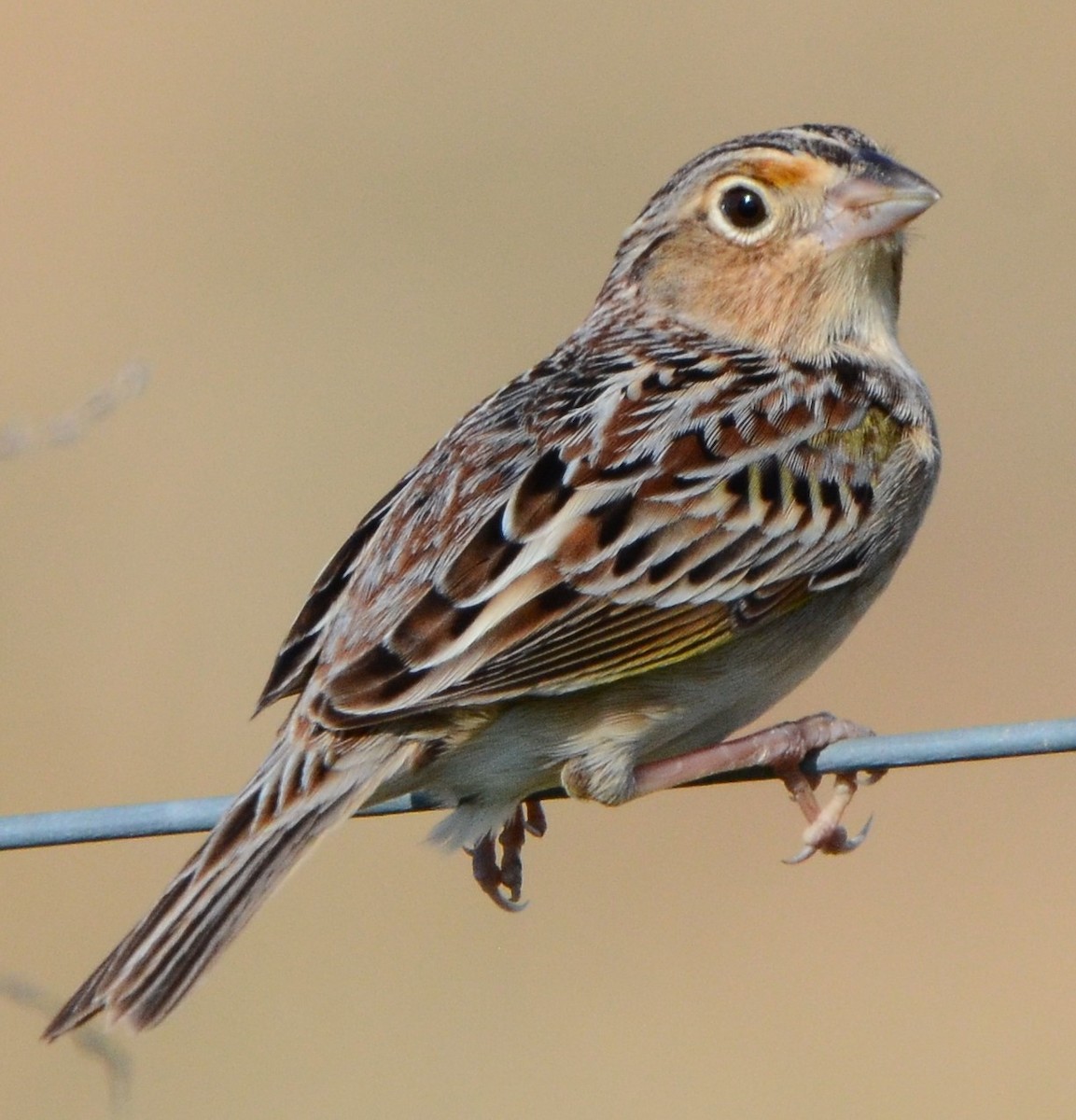 Grasshopper Sparrow - ML617582477