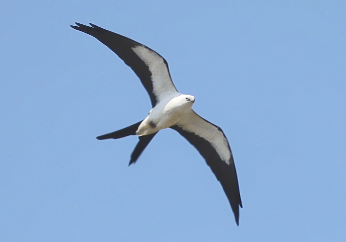 Swallow-tailed Kite - ML617582491