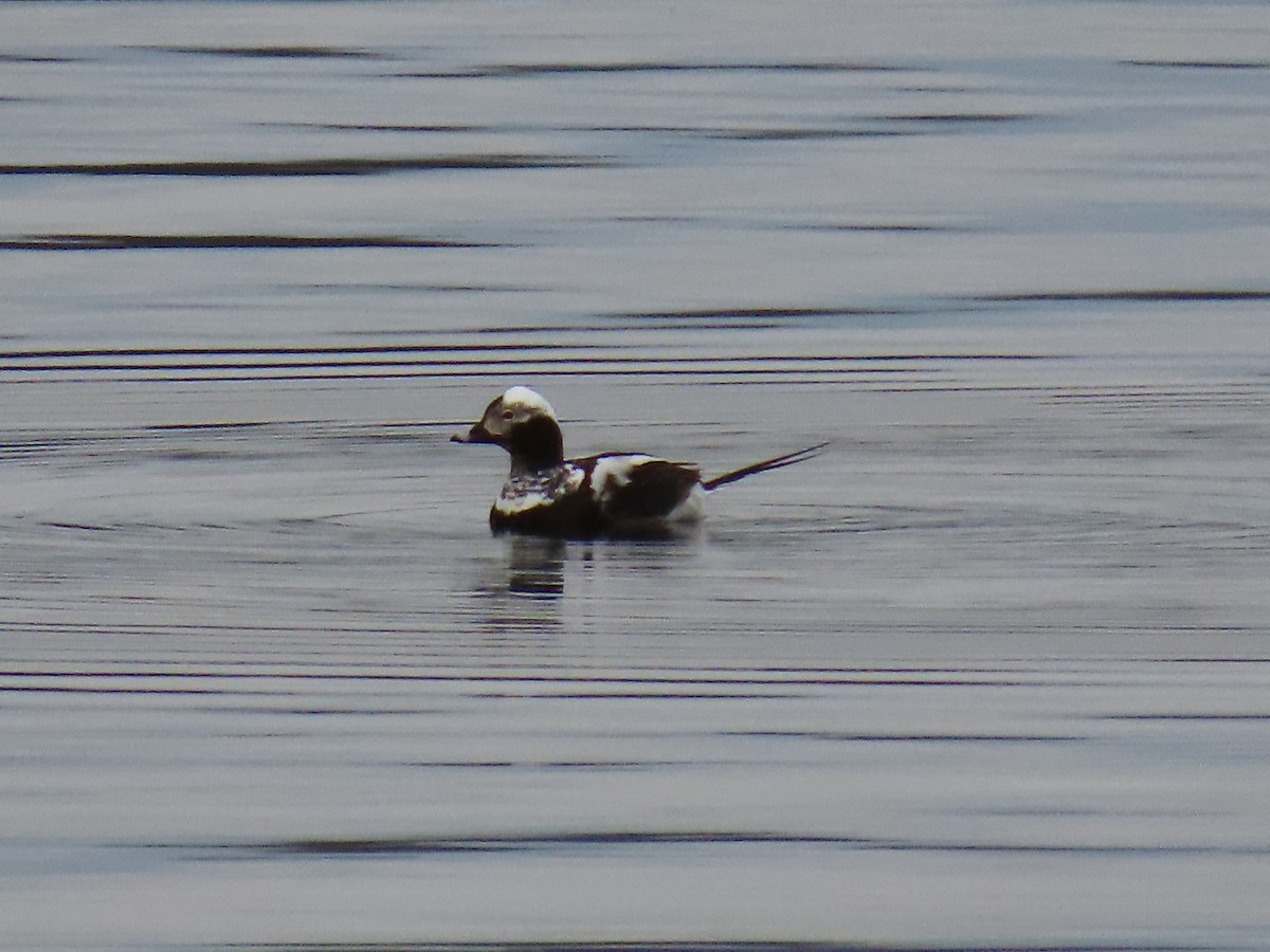 Long-tailed Duck - ML617582553