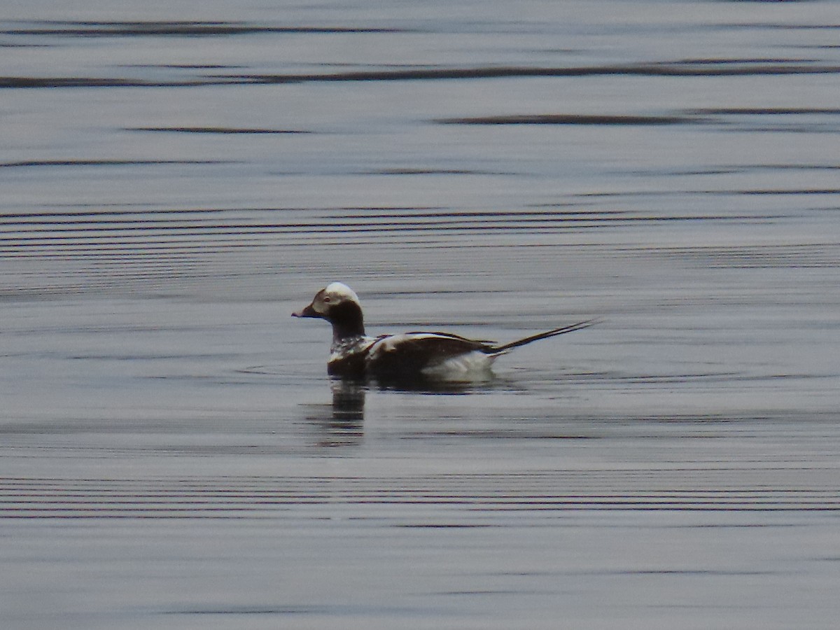 Long-tailed Duck - ML617582554