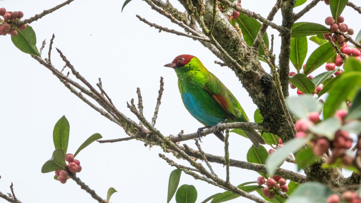 Rufous-winged Tanager - ML617582581