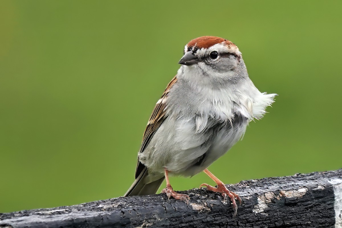 Chipping Sparrow - Alan Mitchnick