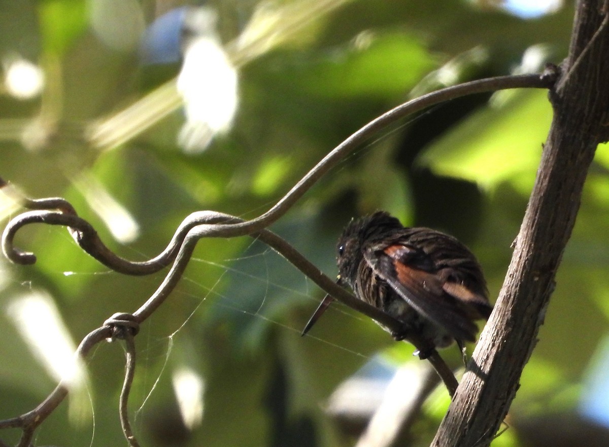 Berylline Hummingbird - Rafael Salcedo