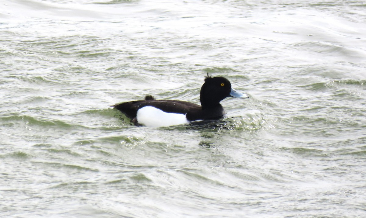Tufted Duck - Michael Long