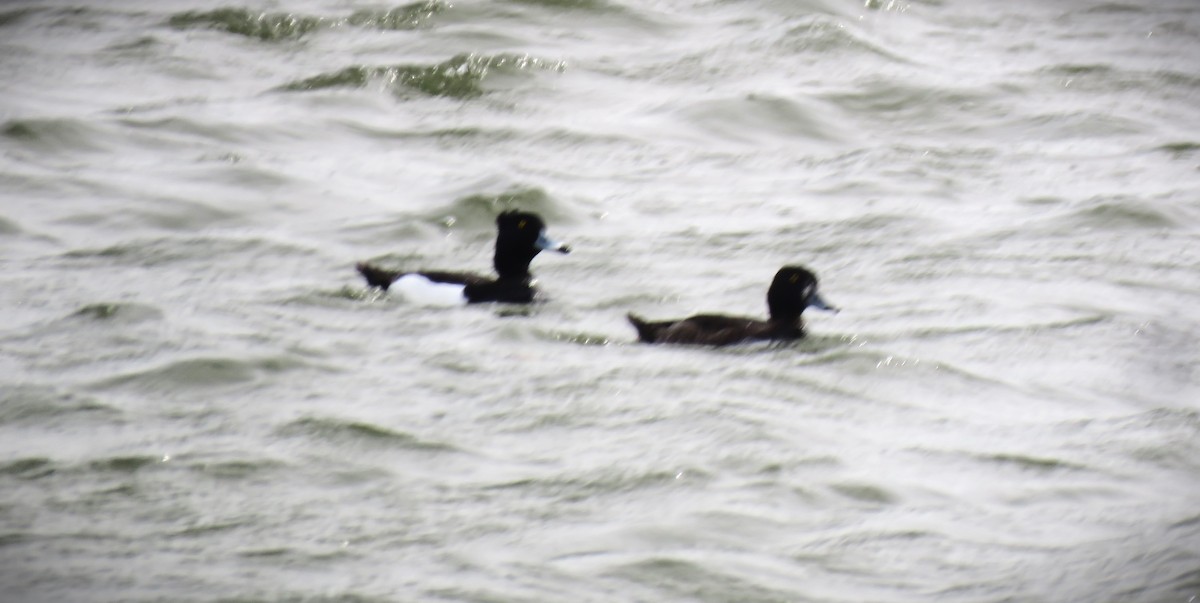 Tufted Duck - ML617582609