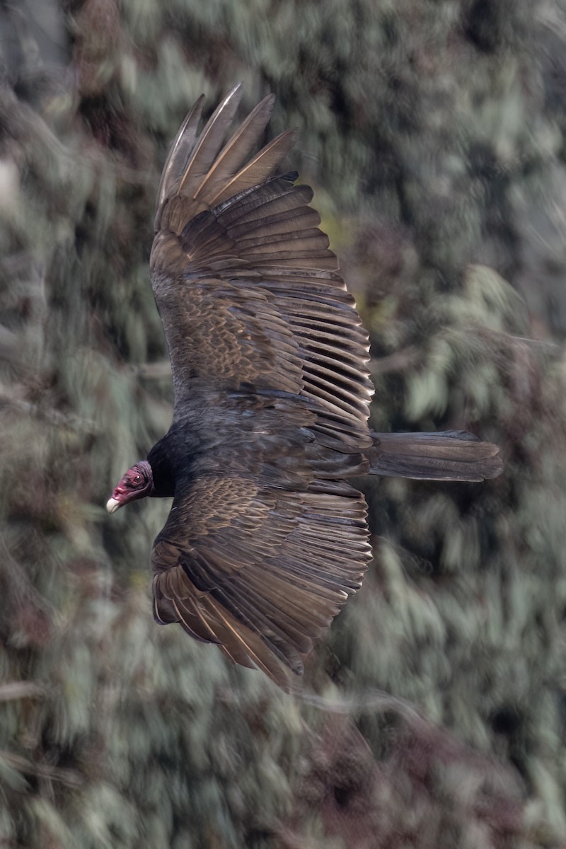 Turkey Vulture - Ted Keyel