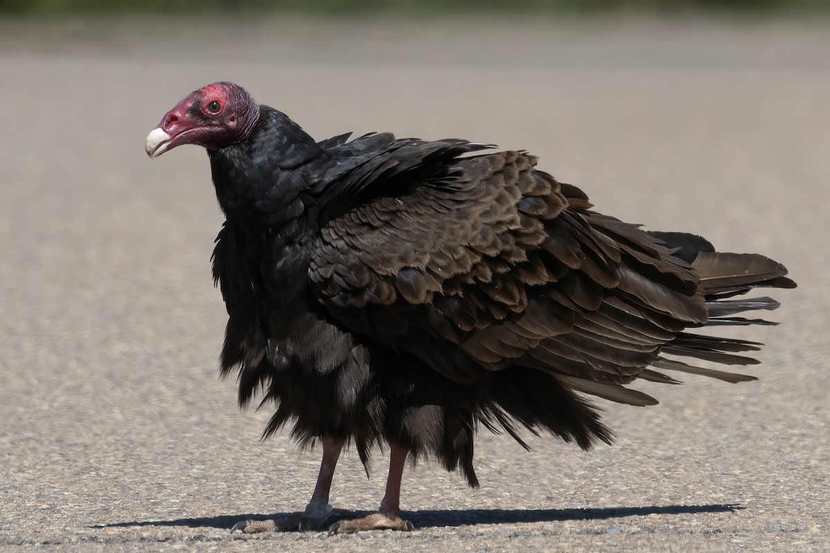 Turkey Vulture - Ted Keyel