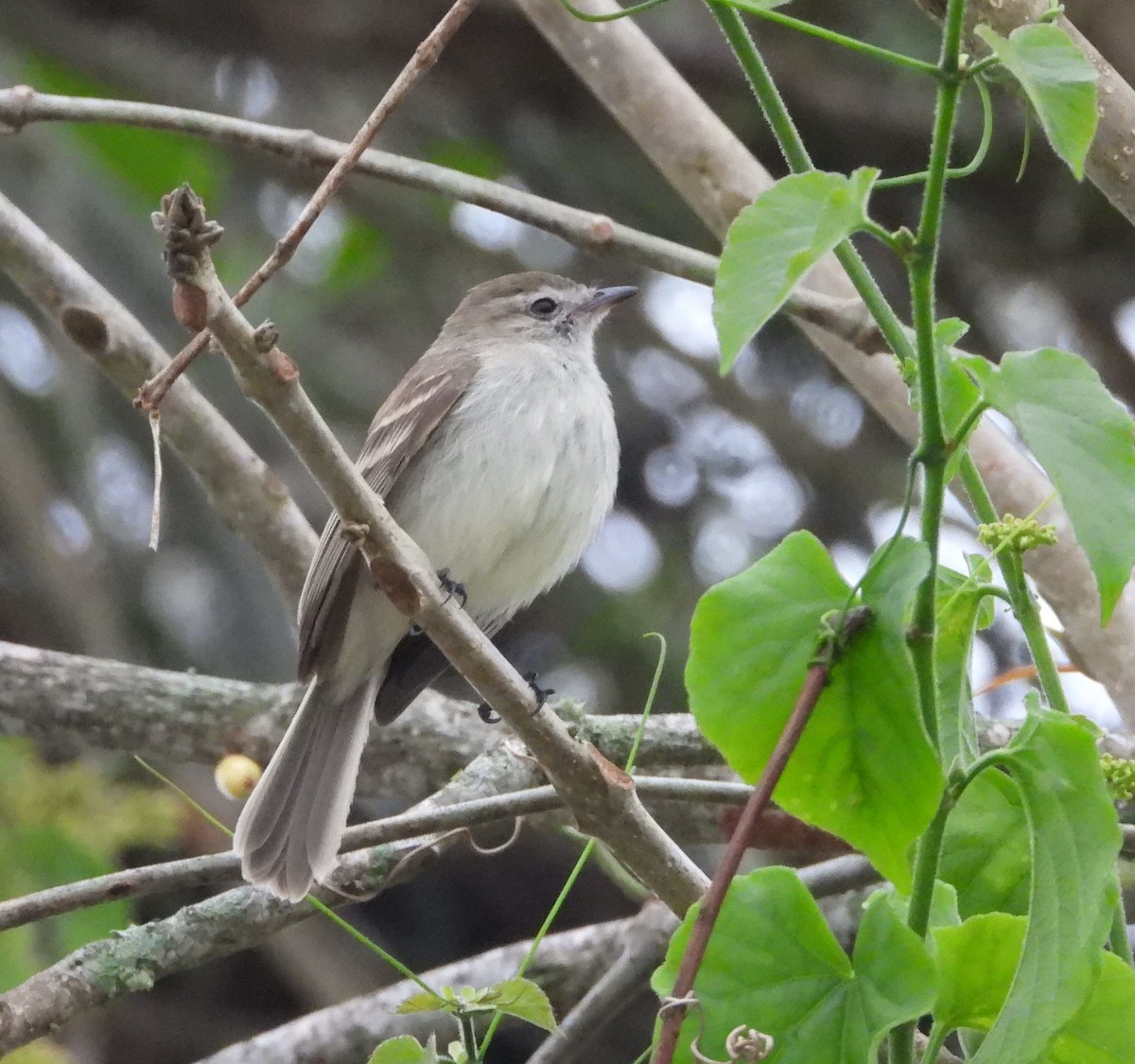 Northern Mouse-colored Tyrannulet - ML617582628