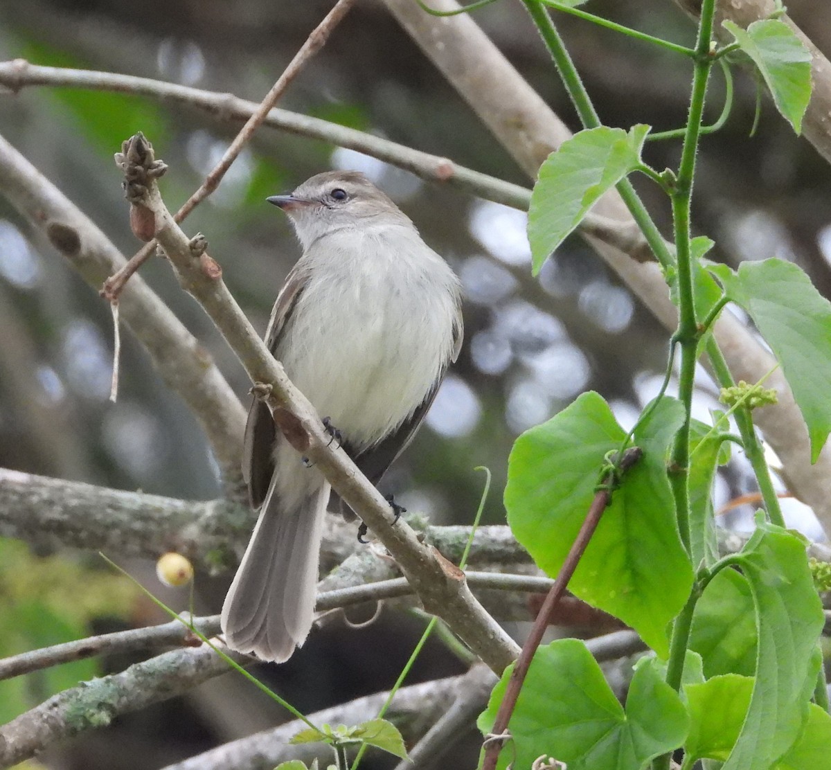 Northern Mouse-colored Tyrannulet - ML617582629