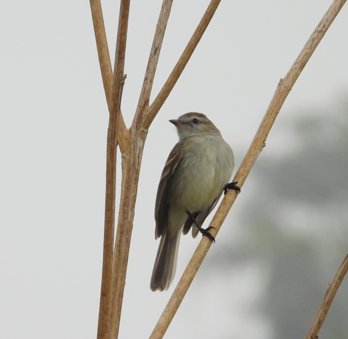 Northern Mouse-colored Tyrannulet - ML617582630