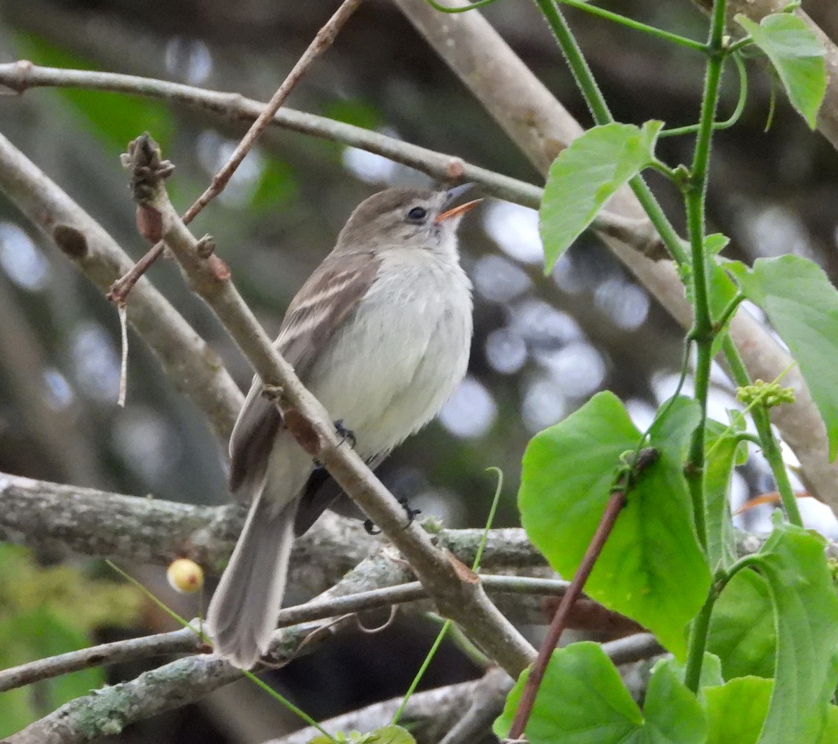 Northern Mouse-colored Tyrannulet - ML617582631