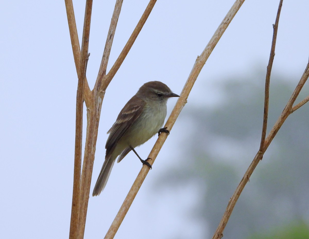 Northern Mouse-colored Tyrannulet - ML617582633