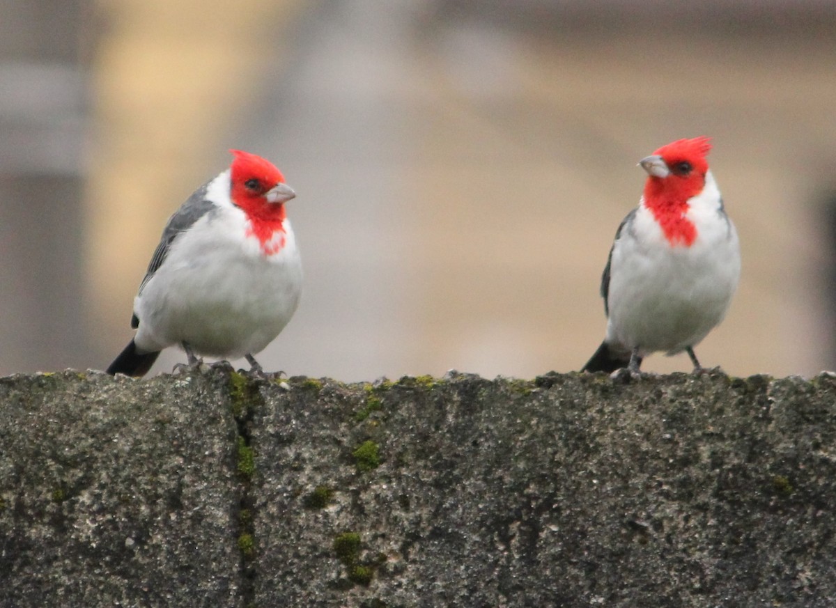 Red-crested Cardinal - ML617582634
