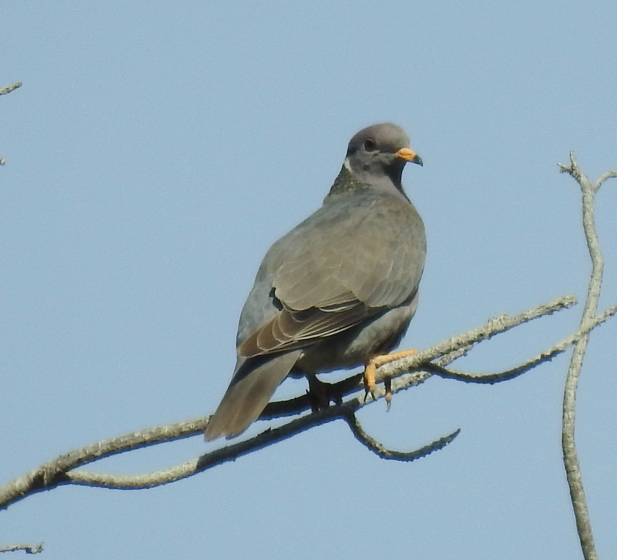 Band-tailed Pigeon - ML617582679