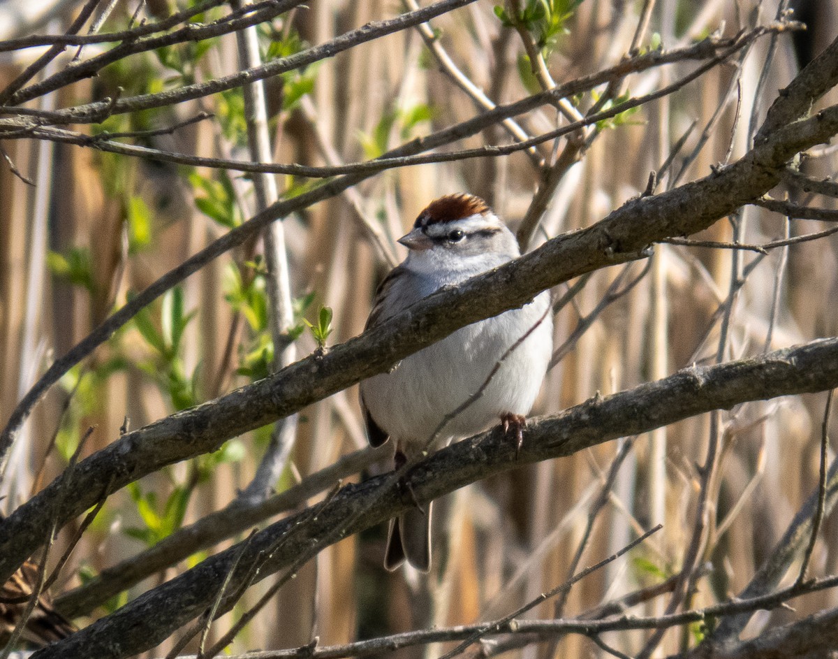 Chipping Sparrow - ML617582756