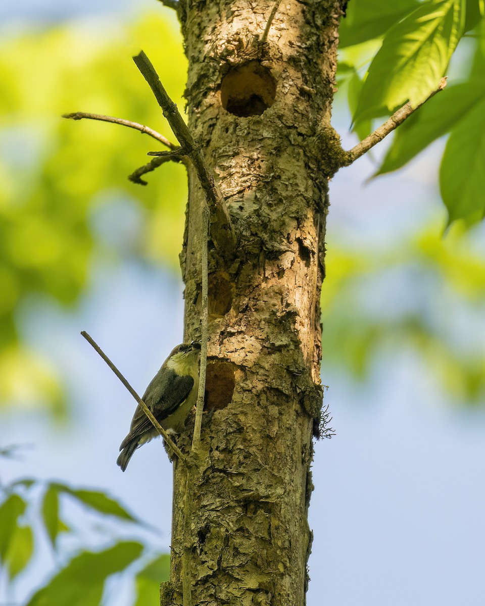 Brown-headed Nuthatch - ML617582768