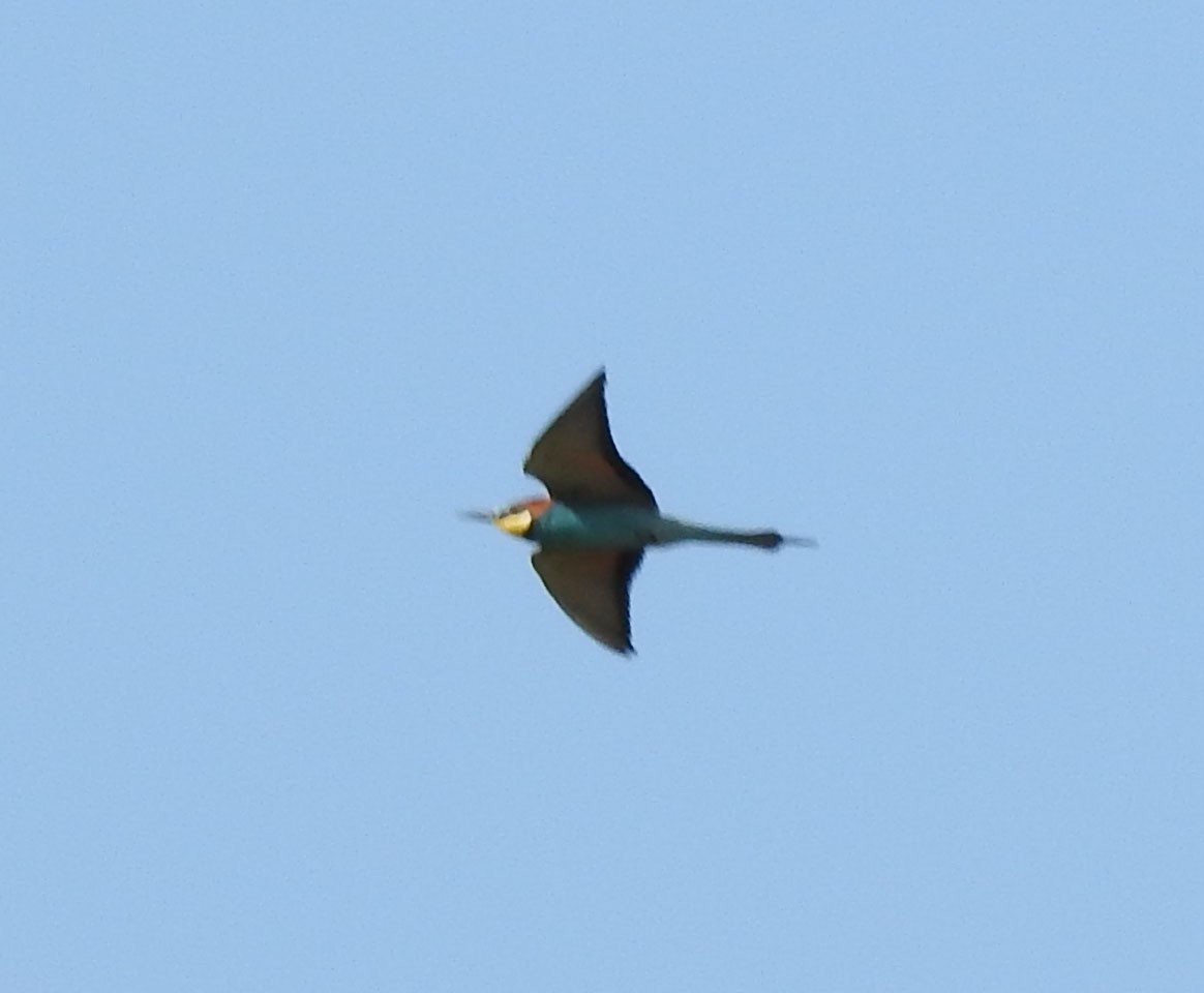 European Bee-eater - ML617582774
