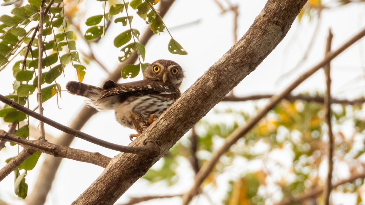 Ferruginous Pygmy-Owl - Pranjal Gupta
