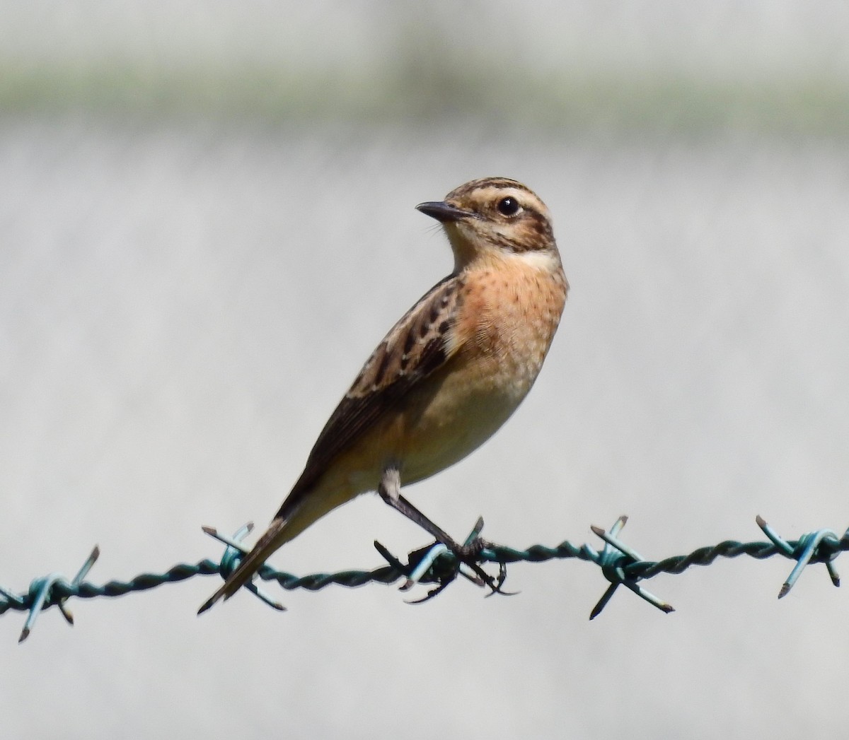 Whinchat - ML617582815
