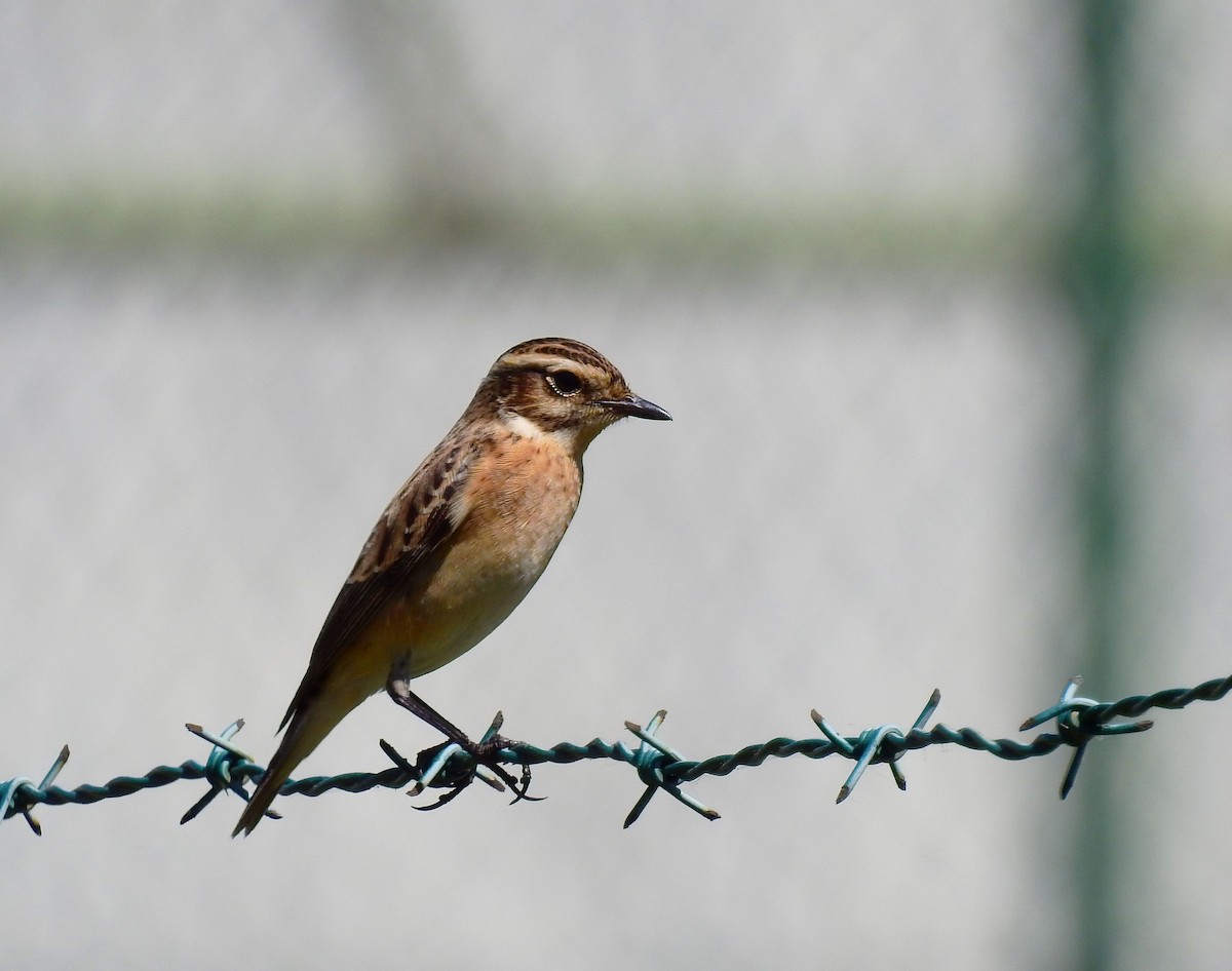Whinchat - ML617582816