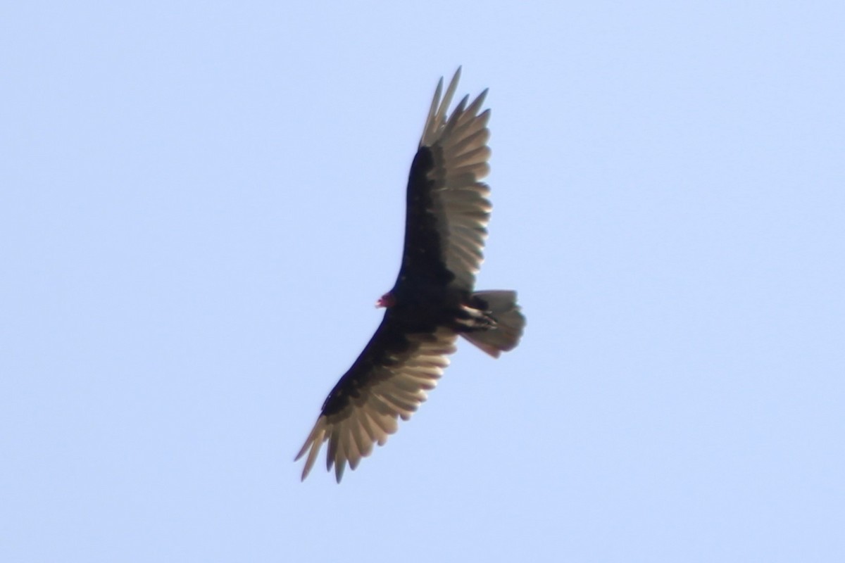 Turkey Vulture - ML617582833