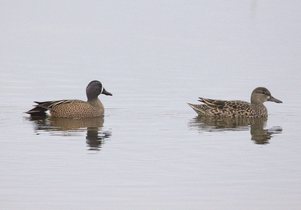 Blue-winged Teal - ML617582877
