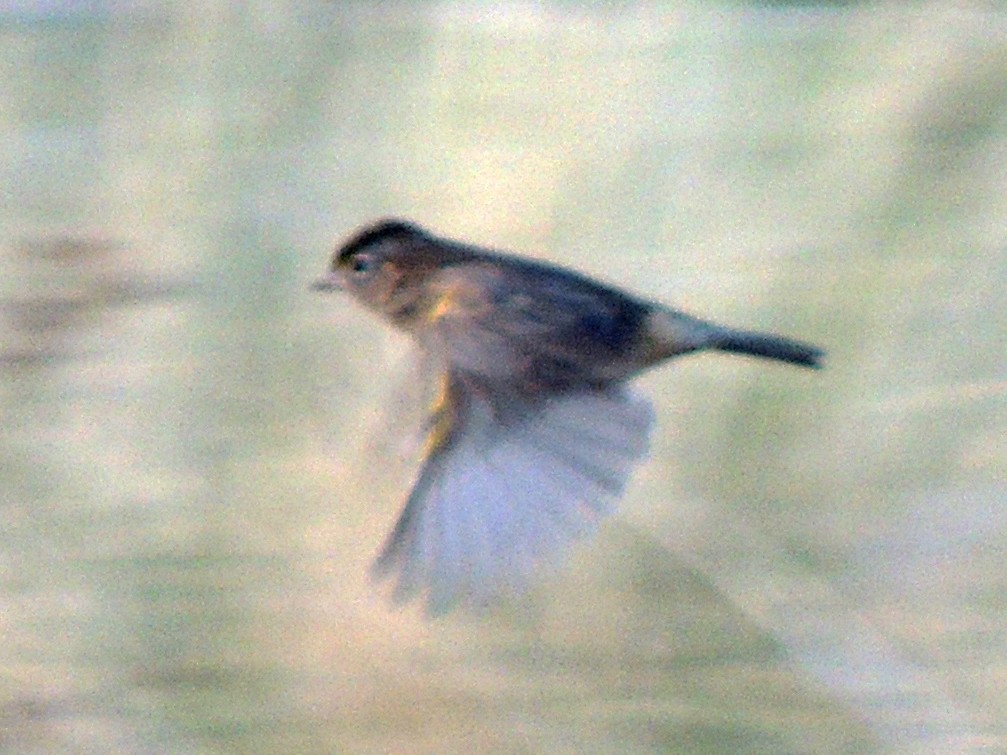 Grassland Sparrow - ML617582912