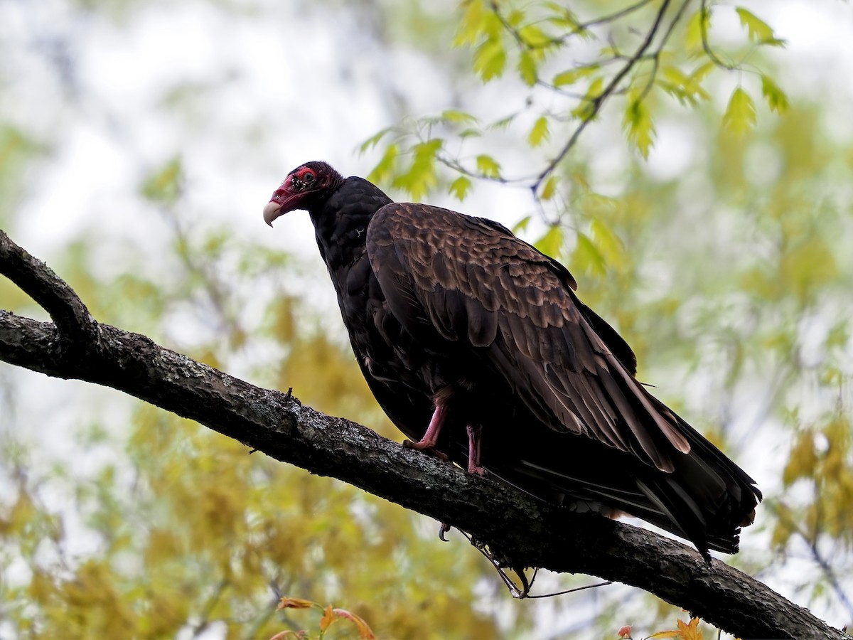 Turkey Vulture - ML617582951
