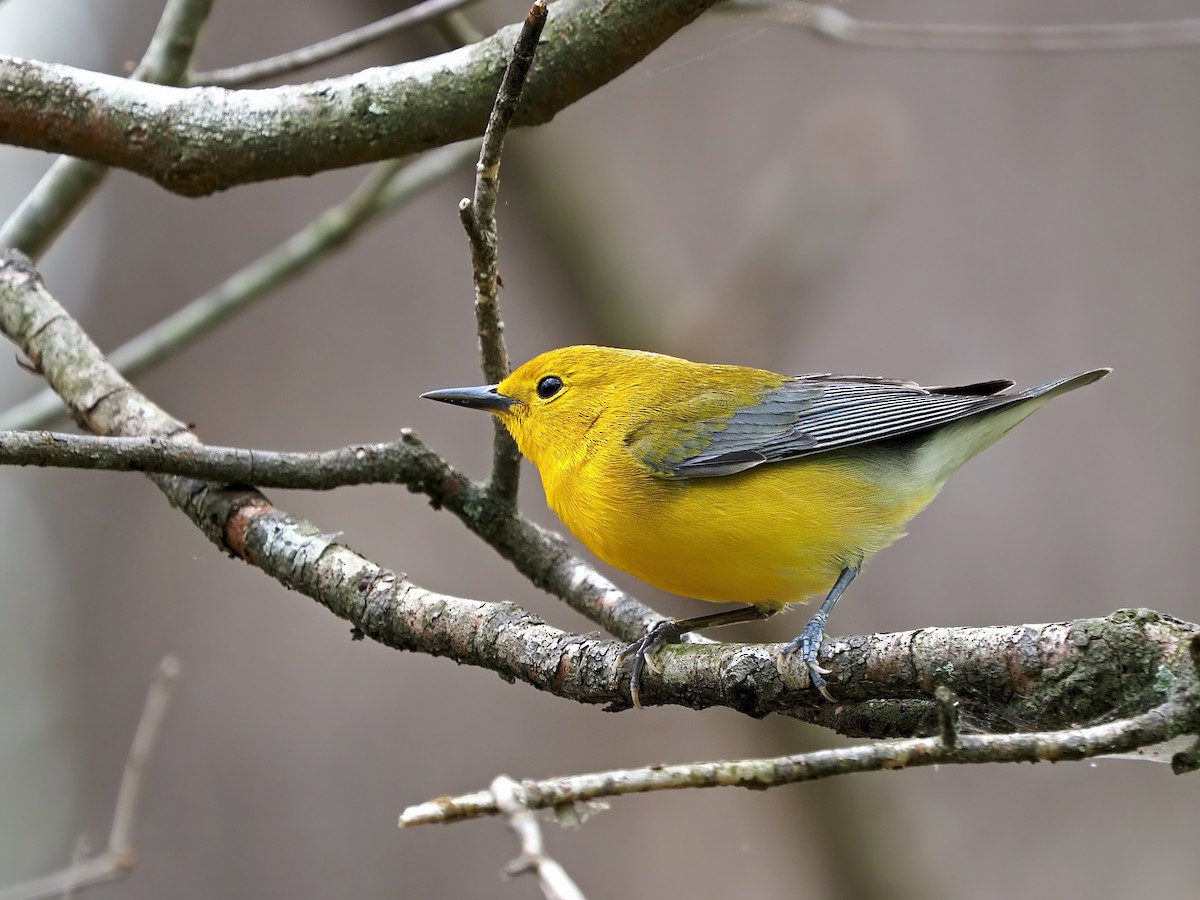 Prothonotary Warbler - ML617582988