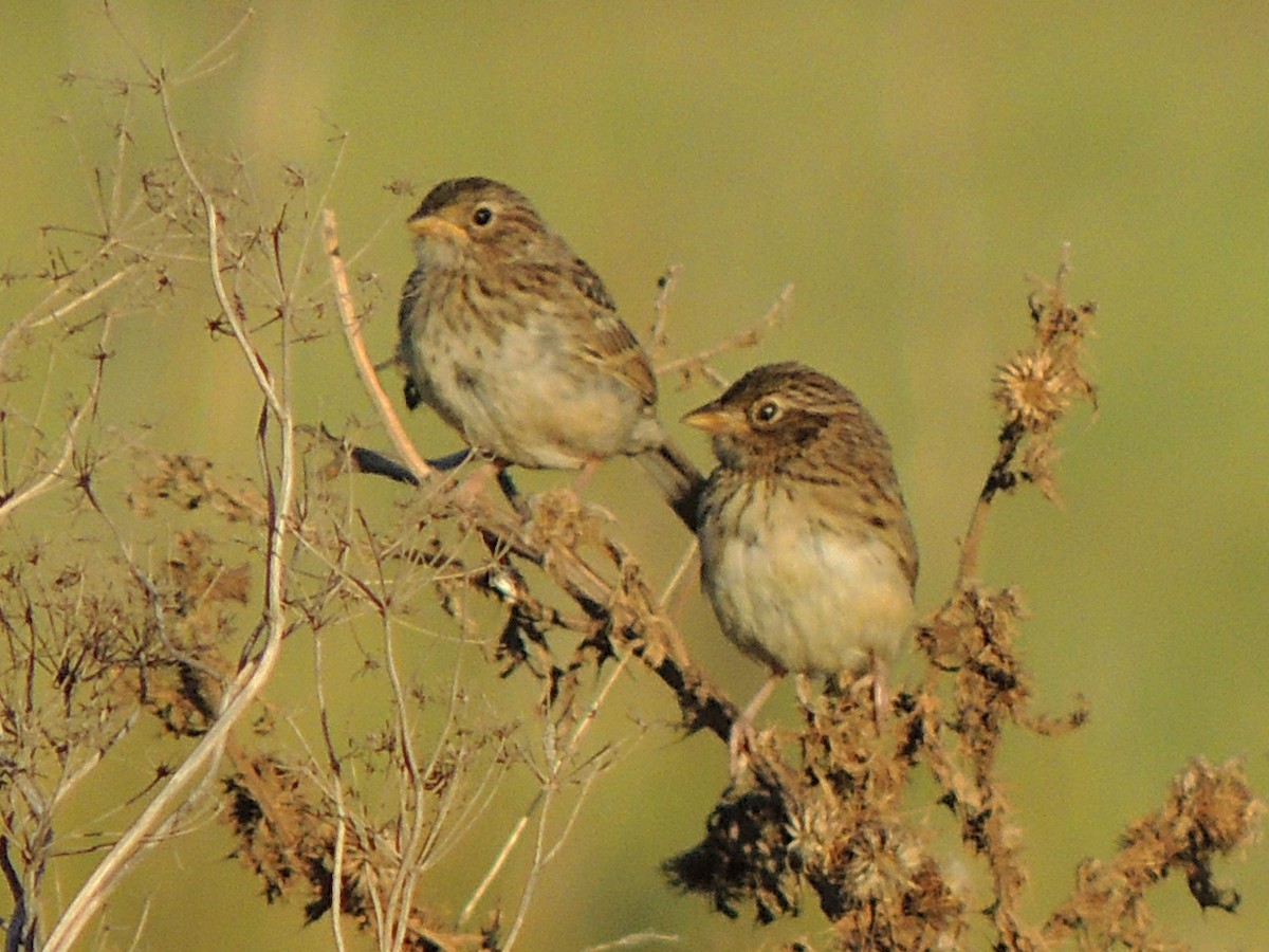 Grassland Sparrow - ML617583048