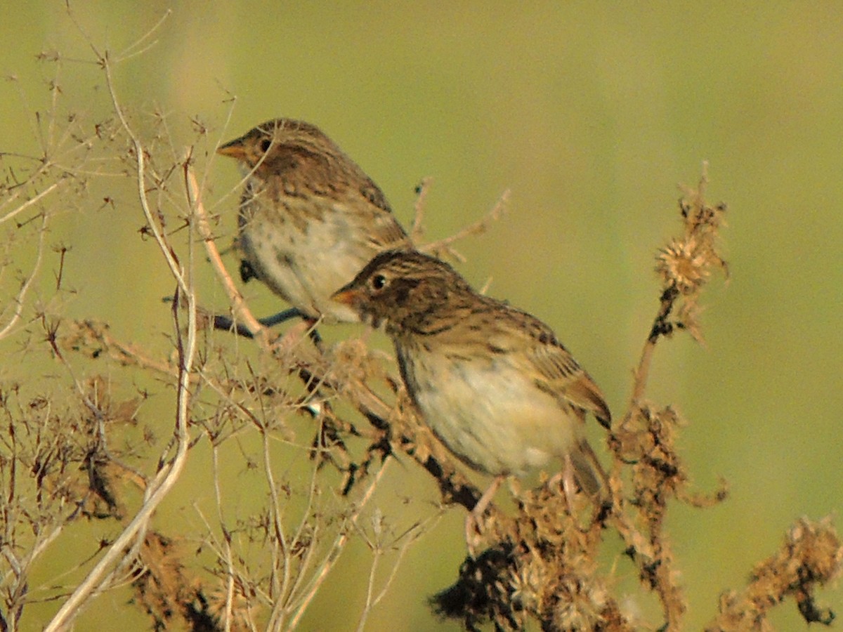 Grassland Sparrow - ML617583049
