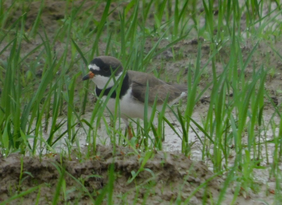 Semipalmated Plover - ML617583068