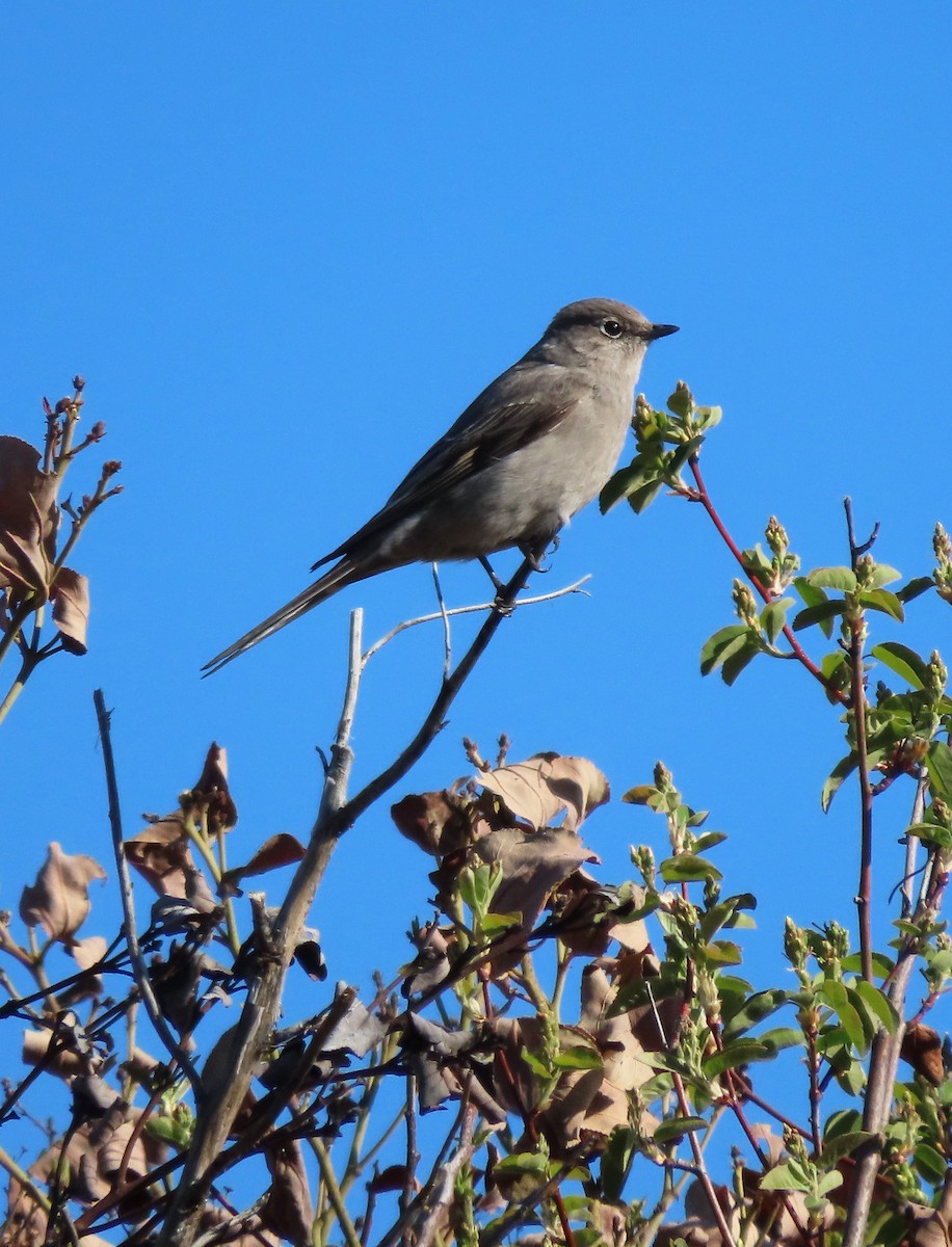 Townsend's Solitaire - Pam Laing