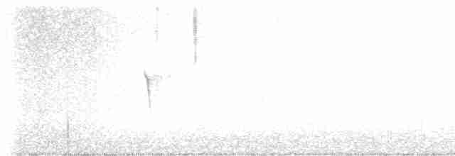 Weißbauch-Phoebetyrann - ML617583143