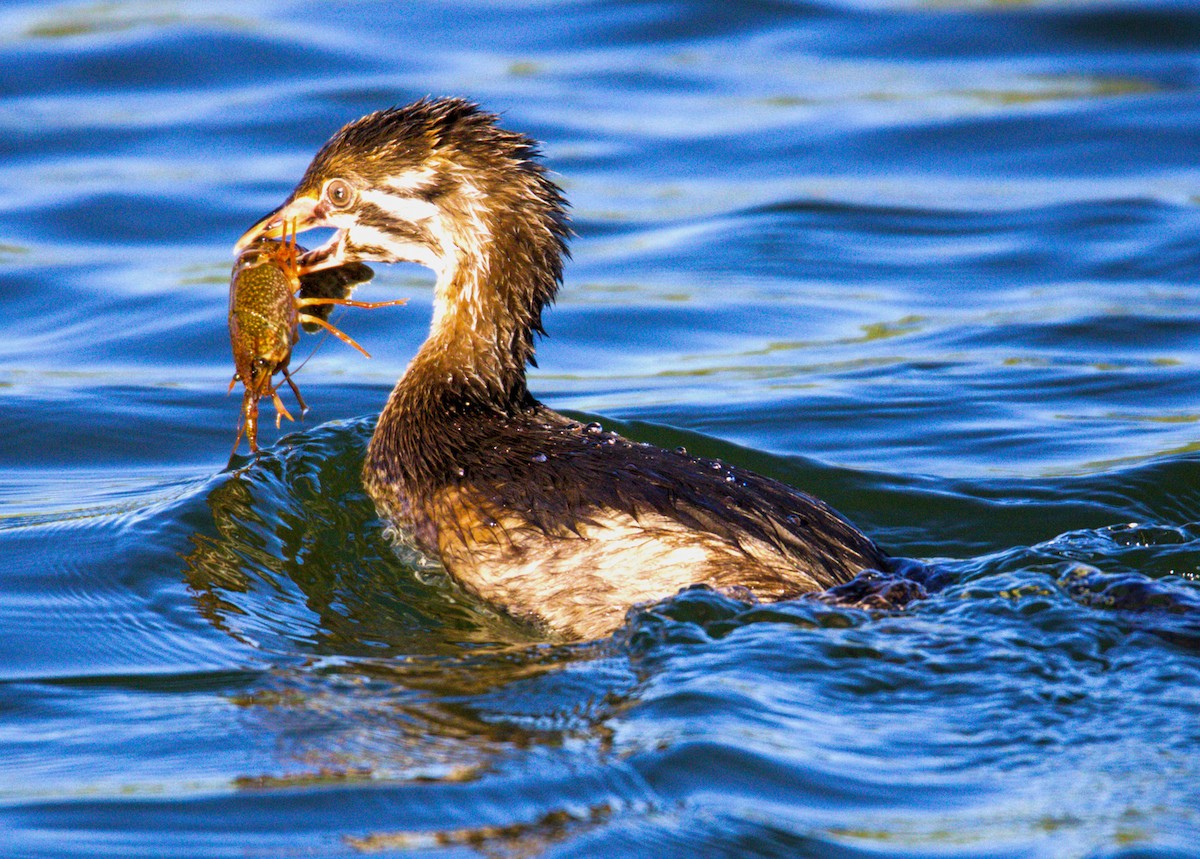 Pied-billed Grebe - Don Carney