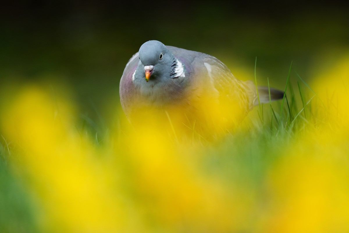 Common Wood-Pigeon (White-necked) - Lionel Xavier Horn